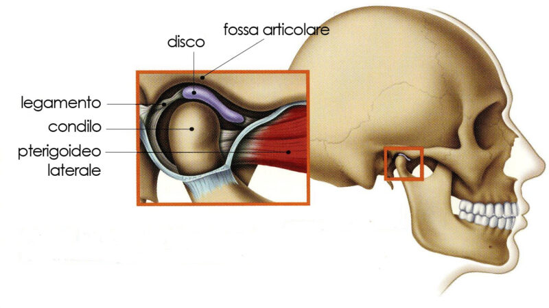 ARTICOLAZIONE TEMPORO MANDIBOLARE: ANATOMIA